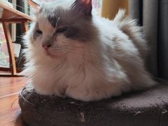 -楼上猫咖(罗湖店)