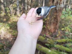 -五营红松林海景区