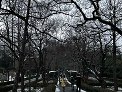 -梅花山(明孝陵内)