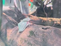 -上海大自然野生昆虫馆(东方明珠·爬宠昆虫探索中心)