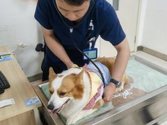 -派美特宠物医院·核磁CT·骨科肿瘤·疑难转诊(沈农禾丰店)