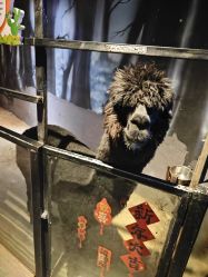 -酷嗒动物文化乐园(cutezoo西溪乐天城店)