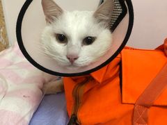 -伟伟宠物医院·瑞派猫友好医院·猫科(光谷店)