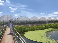 -马陆小张葡萄园农家乐