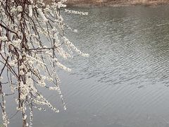 -桃花堤公园