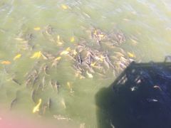 iphone_upload_pic-武清南湖绿博园