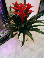 -雍禾植发