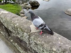 -水前寺成趣园