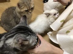 -Meowの猫咖(万家丽店)