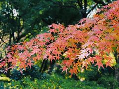 -上海滨江森林公园