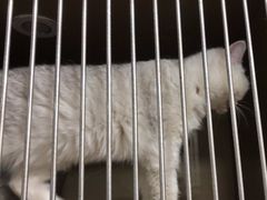 -芭比堂爱心动物医院(柯桥康爱分院)