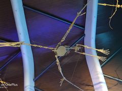 -贝林大翅鲸简餐厅(国家海洋博物馆店)