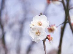 -蜀冈西峰生态公园