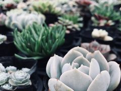 -广东花都香草世界旅游度假区