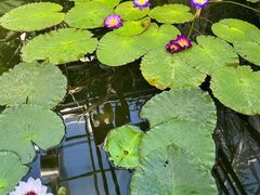 -国家植物园南园