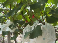 -马陆小张葡萄园农家乐