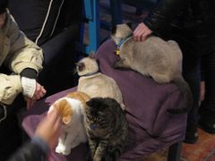 集体卖萌ing~-Sirena海妖日咖夜酒