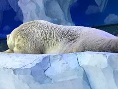 -芜湖新华联大白鲸海洋公园