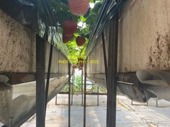 -甜心庄园·甜心草莓采摘园(西青中北店)