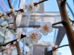 -上海吴淞炮台湾国家湿地公园