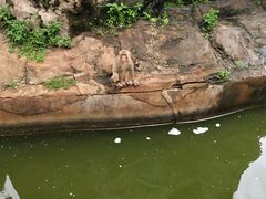 -海南热带野生动植物园