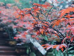 -峨眉山报国寺