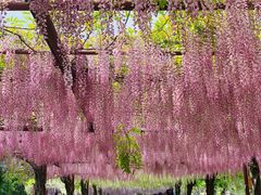 -嘉定紫藤园