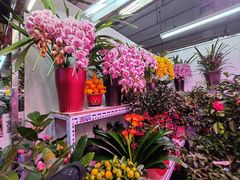 -花鸟鱼虫鲜花绿植市场(玉泉路店)