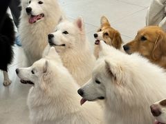-安格丽娜·狗咖·猫咖羊驼咖(春熙路百盛商场店)