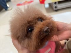 -帕帕拉兹宠物(亚洲旗舰店)