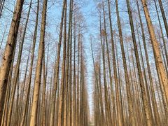 -东平国家森林公园