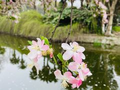 -莫愁湖公园