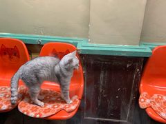 -猫咪博物馆(顶澳仔猫街店)
