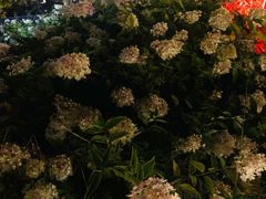 -长白山聚龙火山温泉