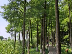 -苏州太湖湖滨国家湿地公园