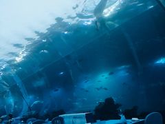 -海棠湾洲际-涛·海底餐厅·美人鱼·自助餐·海底隧道