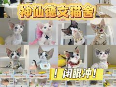 -车接车送·寄养洗护·德文猫舍(大宁店)