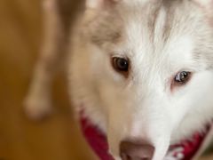 -Husky Go! 哈士奇体验馆·宠物咖啡厅狗咖