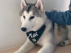 -Husky Go! 哈士奇体验馆·宠物咖啡厅狗咖