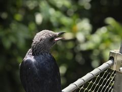 -新加坡飞禽公园