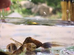 -碓臼峪自然风景区