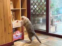 猫猫-隅cafe(傅厚岗店)