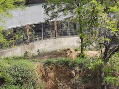 -石家庄市动物园