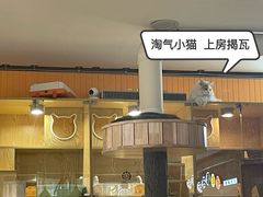-平行世界·猫咖(首经贸店)
