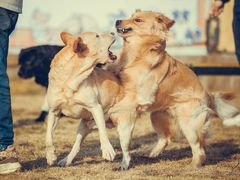 -趣玩宠物乐园寄养训犬训狗游泳池