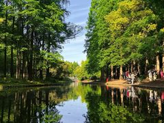 -上海共青森林公园