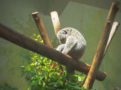 -广州长隆野生动物世界