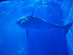 -多彩贵州城极地海洋世界