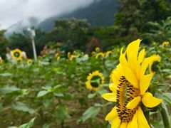 -广州市流溪河国家森林公园
