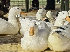 -武汉紫薇都市田园